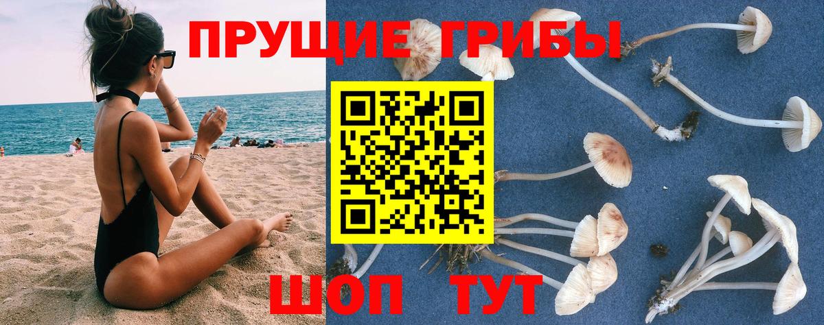 Галлюциногенные грибы Psilocybine cubensis Ликино-Дулёво